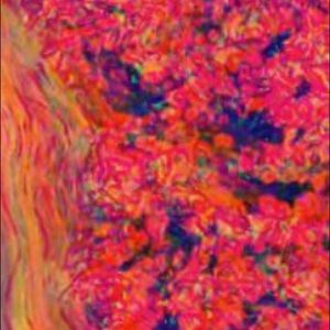 Meet your Posher, Donald